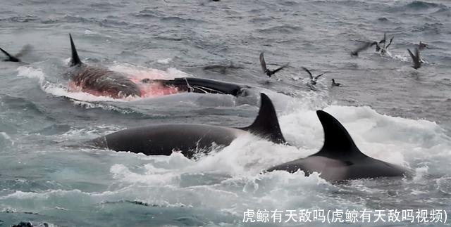 虎鲸有天敌吗(虎鲸有天敌吗视频)