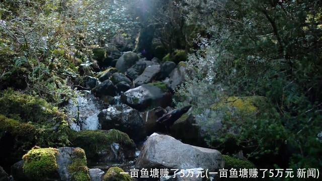 一亩鱼塘赚了5万元(一亩鱼塘赚了5万元 新闻)