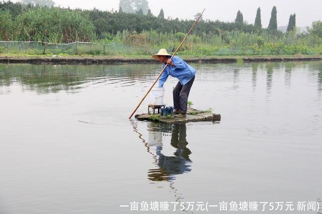 一亩鱼塘赚了5万元(一亩鱼塘赚了5万元 新闻)