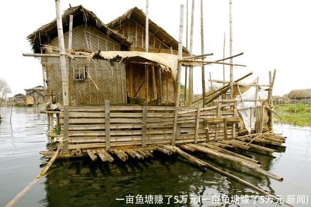 一亩鱼塘赚了5万元(一亩鱼塘赚了5万元 新闻)