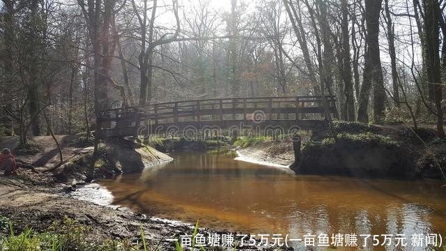 一亩鱼塘赚了5万元(一亩鱼塘赚了5万元 新闻)