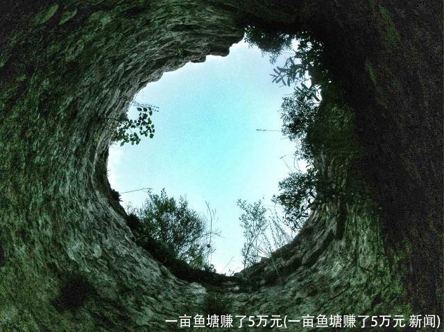 一亩鱼塘赚了5万元(一亩鱼塘赚了5万元 新闻)