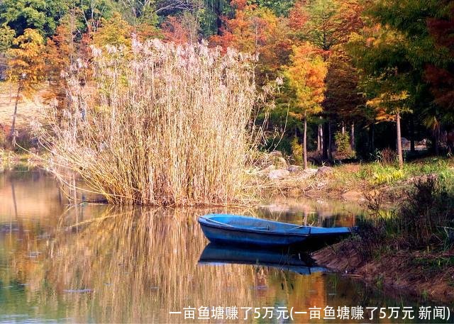 一亩鱼塘赚了5万元(一亩鱼塘赚了5万元 新闻)