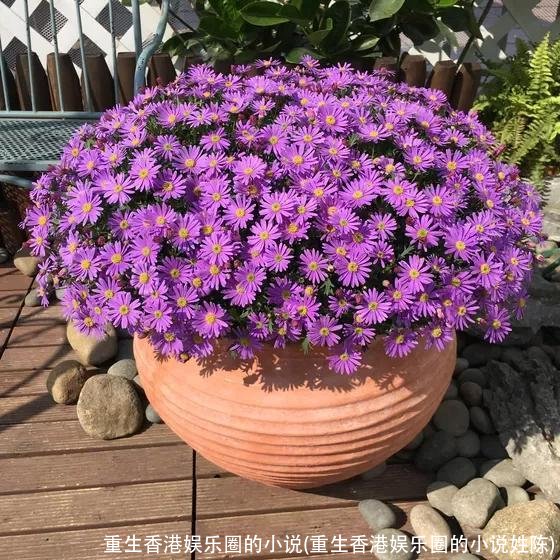 重生香港娱乐圈的小说(重生香港娱乐圈的小说姓陈)