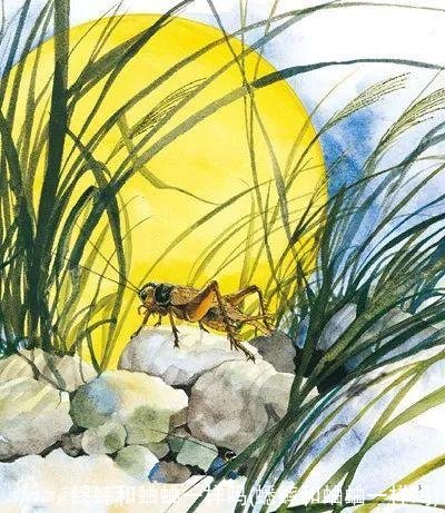 蟋蟀和蛐蛐一样吗(蟋蟀和蛐蛐一样吗)