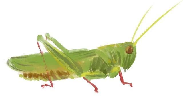 蟋蟀和蛐蛐一样吗(蟋蟀和蛐蛐一样吗)