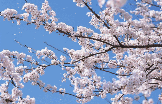 成都游玩必去的地方(元旦成都游玩必去的地方)