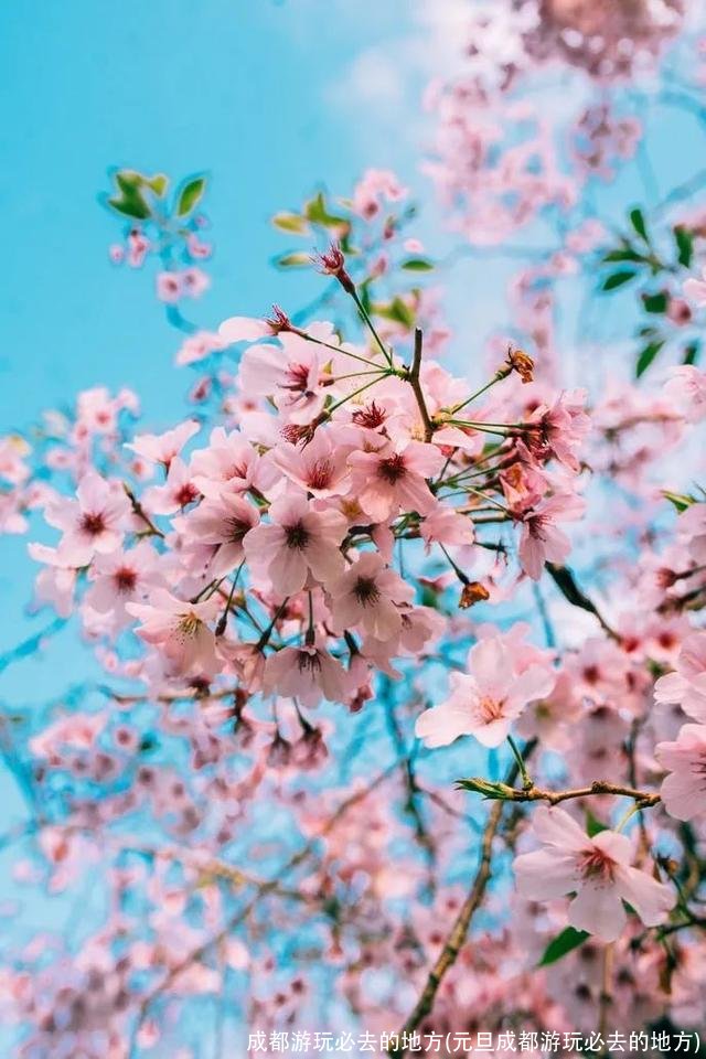 成都游玩必去的地方(元旦成都游玩必去的地方)