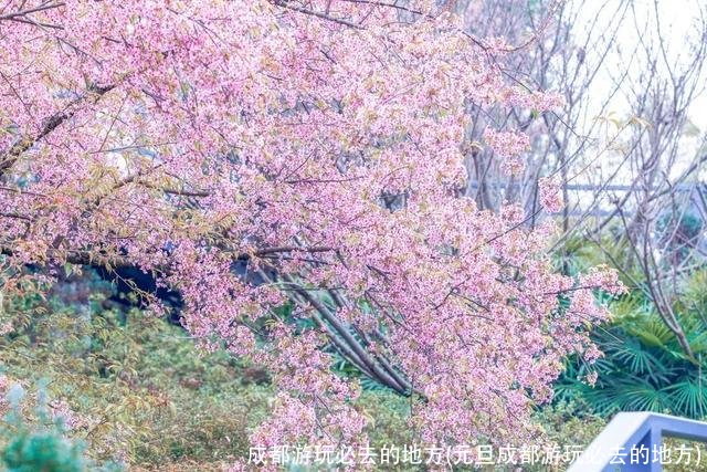 成都游玩必去的地方(元旦成都游玩必去的地方)
