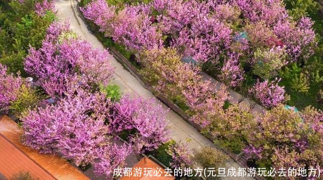 成都游玩必去的地方(元旦成都游玩必去的地方)