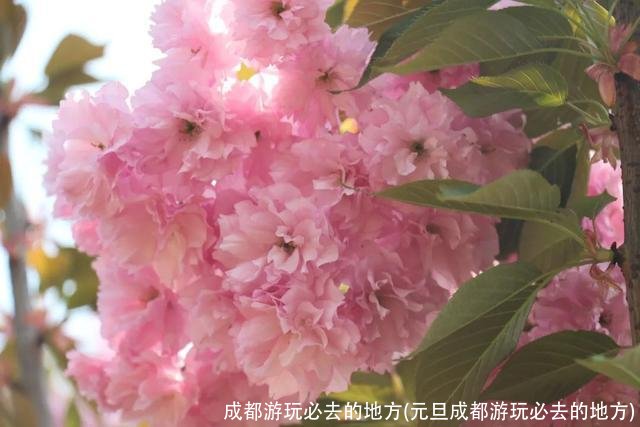 成都游玩必去的地方(元旦成都游玩必去的地方)