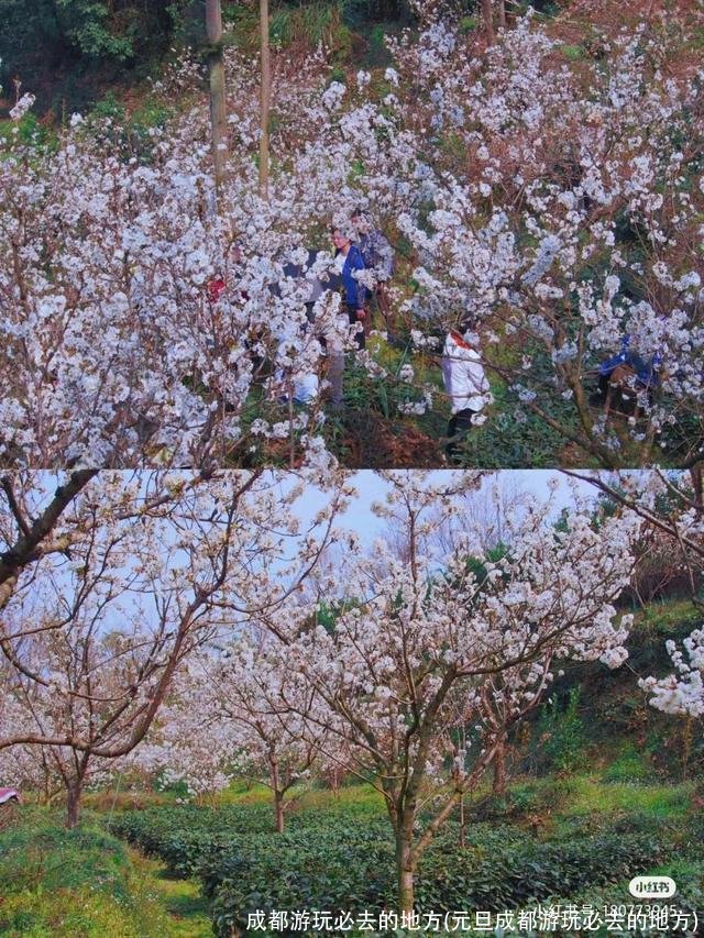 成都游玩必去的地方(元旦成都游玩必去的地方)