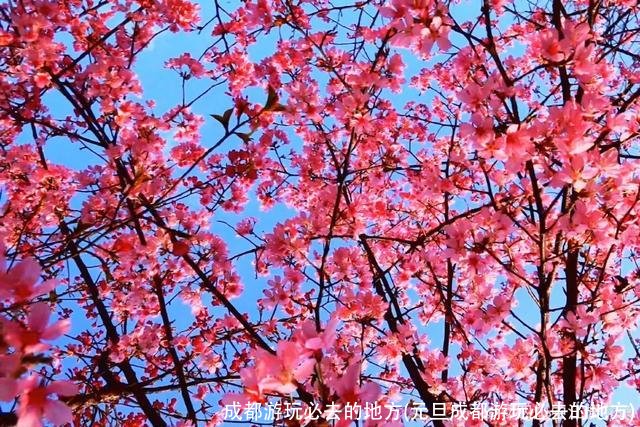 成都游玩必去的地方(元旦成都游玩必去的地方)