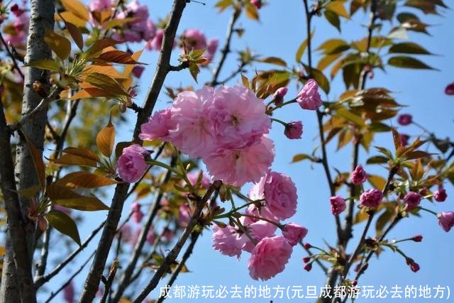 成都游玩必去的地方(元旦成都游玩必去的地方)