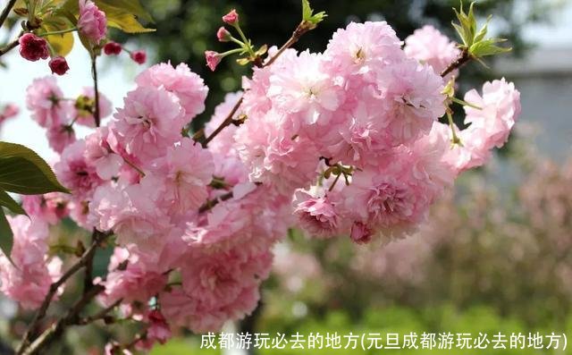 成都游玩必去的地方(元旦成都游玩必去的地方)