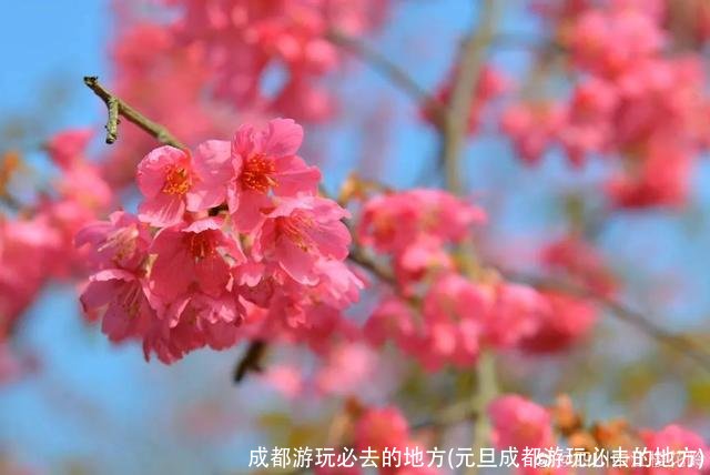 成都游玩必去的地方(元旦成都游玩必去的地方)