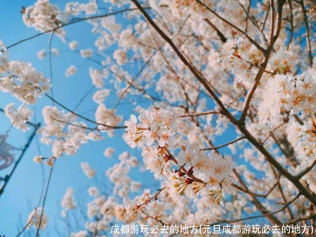 成都游玩必去的地方(元旦成都游玩必去的地方)