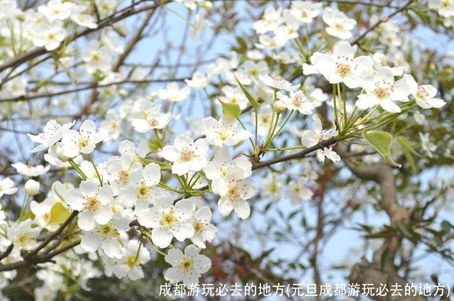 成都游玩必去的地方(元旦成都游玩必去的地方)