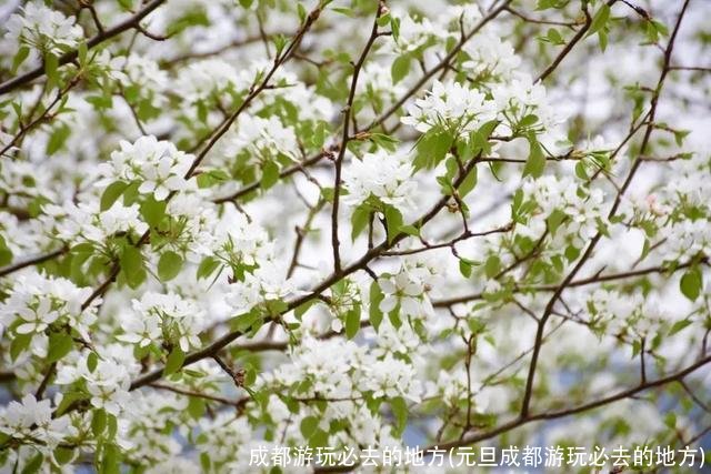 成都游玩必去的地方(元旦成都游玩必去的地方)