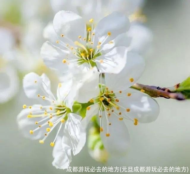 成都游玩必去的地方(元旦成都游玩必去的地方)