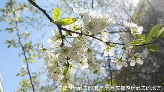 成都游玩必去的地方(元旦成都游玩必去的地方)