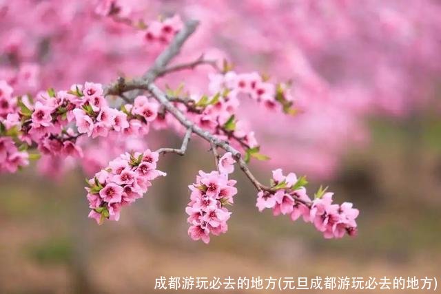 成都游玩必去的地方(元旦成都游玩必去的地方)