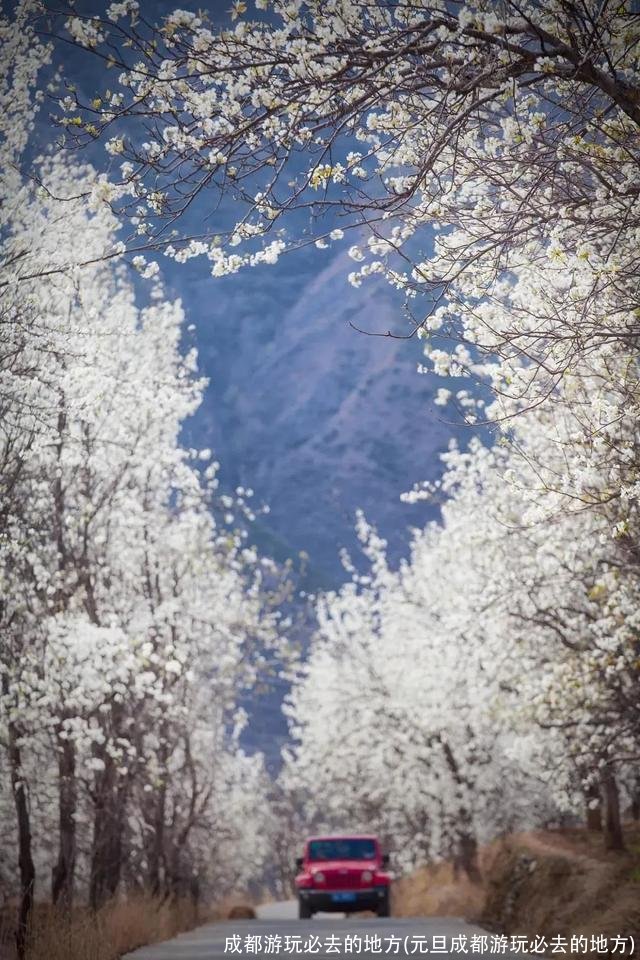 成都游玩必去的地方(元旦成都游玩必去的地方)