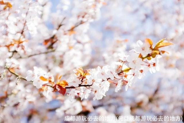 成都游玩必去的地方(元旦成都游玩必去的地方)