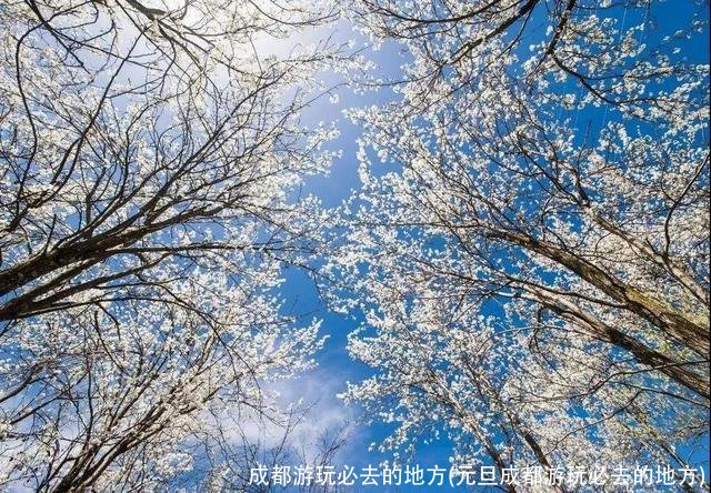 成都游玩必去的地方(元旦成都游玩必去的地方)