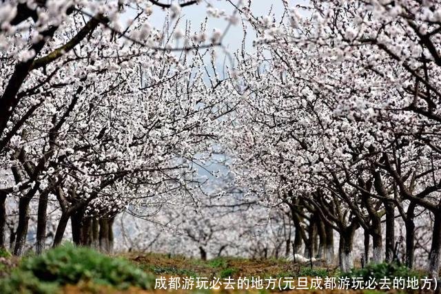 成都游玩必去的地方(元旦成都游玩必去的地方)