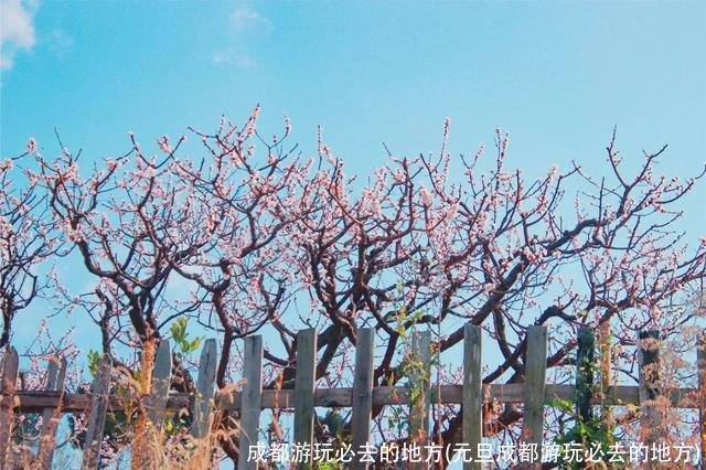 成都游玩必去的地方(元旦成都游玩必去的地方)