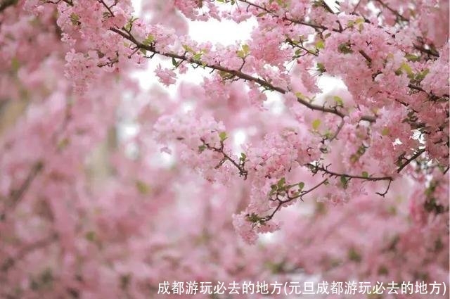 成都游玩必去的地方(元旦成都游玩必去的地方)