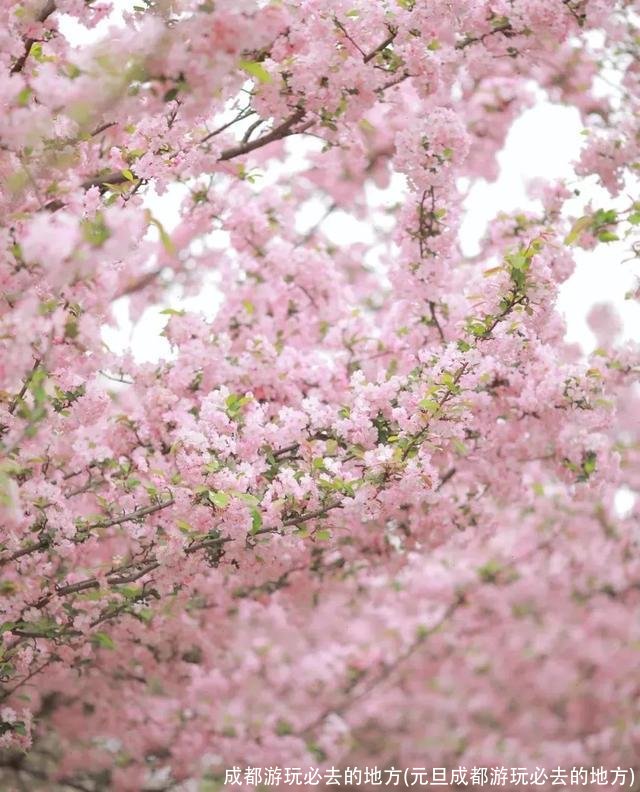 成都游玩必去的地方(元旦成都游玩必去的地方)