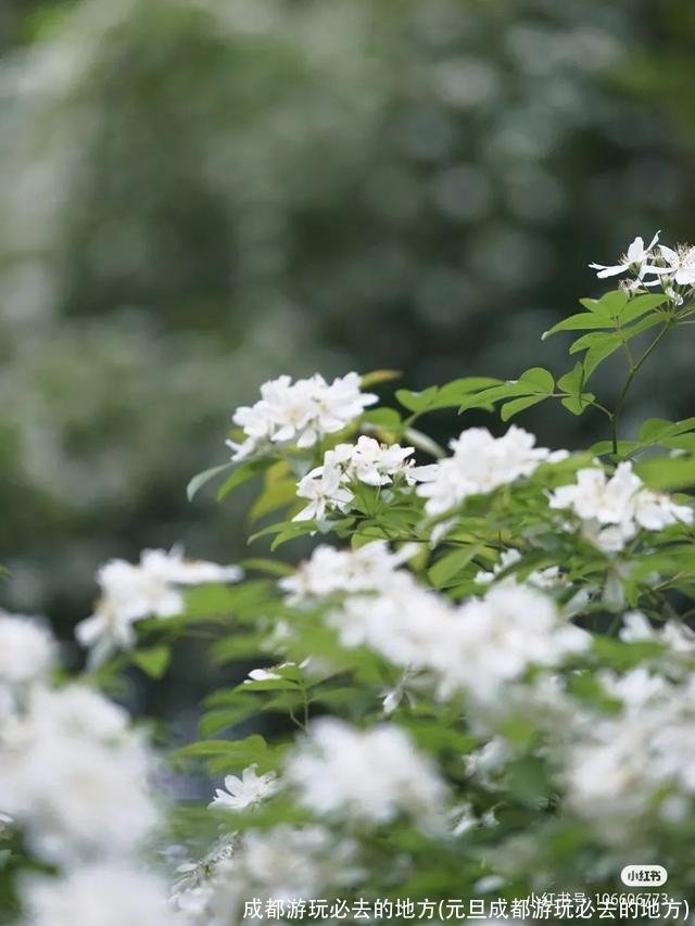 成都游玩必去的地方(元旦成都游玩必去的地方)