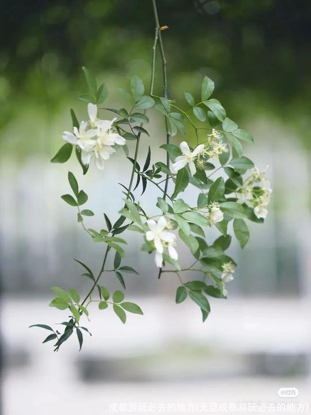 成都游玩必去的地方(元旦成都游玩必去的地方)