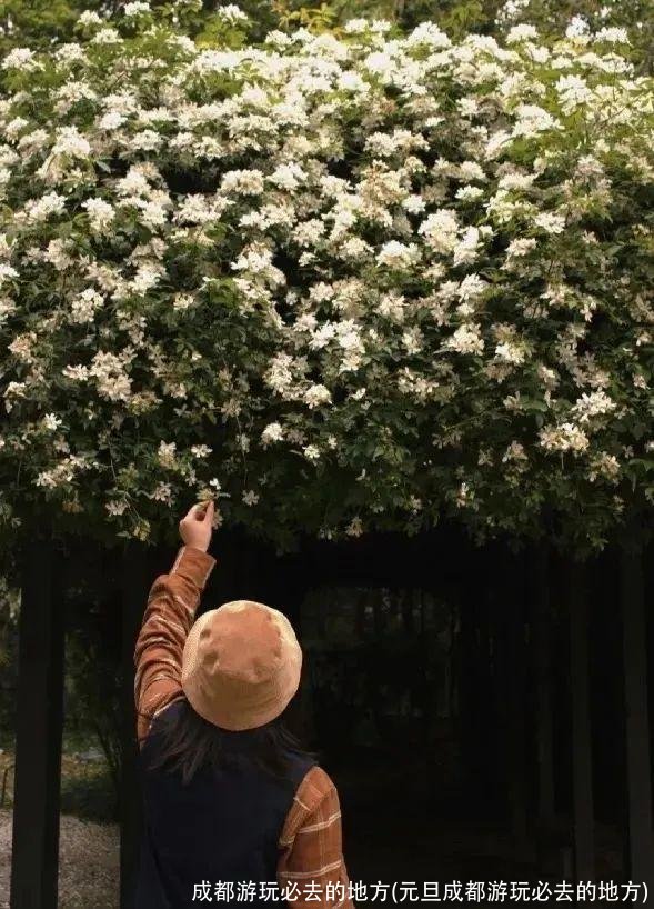 成都游玩必去的地方(元旦成都游玩必去的地方)