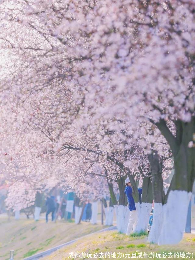 成都游玩必去的地方(元旦成都游玩必去的地方)