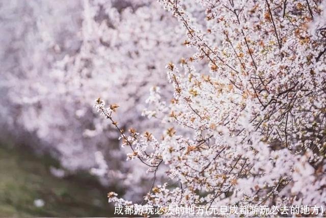 成都游玩必去的地方(元旦成都游玩必去的地方)