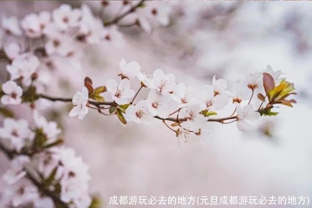 成都游玩必去的地方(元旦成都游玩必去的地方)