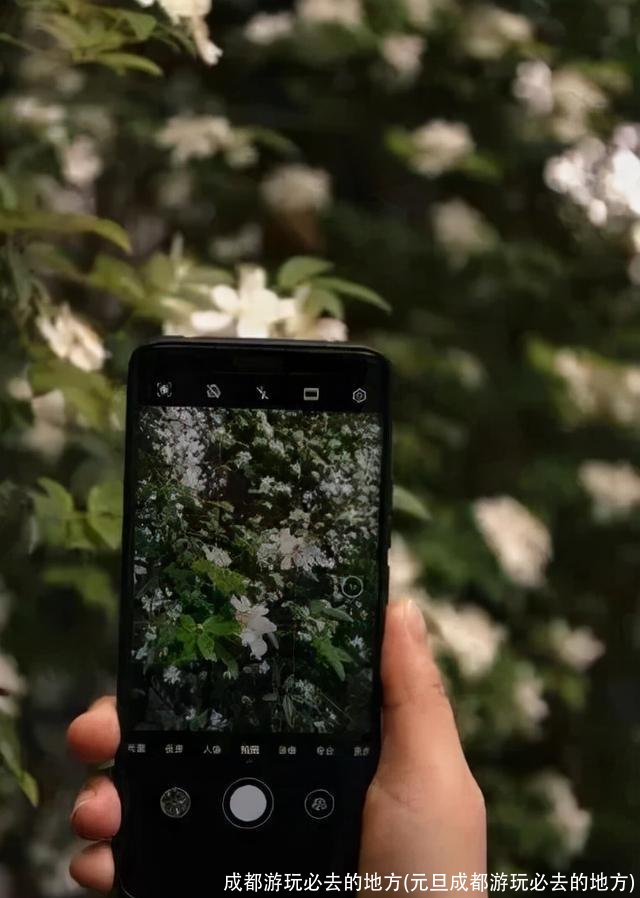 成都游玩必去的地方(元旦成都游玩必去的地方)