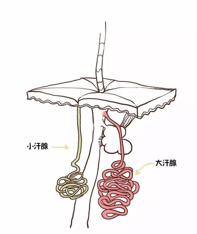 狐臭能转成体香吗
