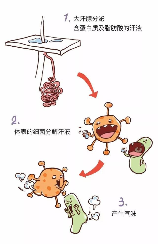 狐臭能转成体香吗