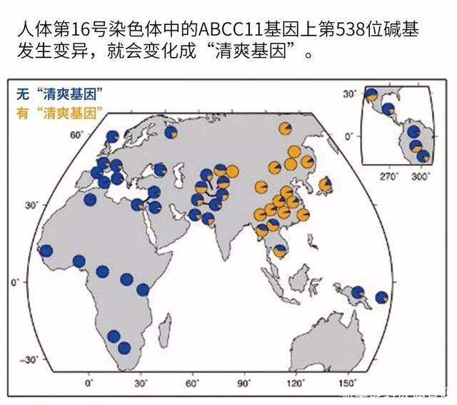 狐臭能转成体香吗