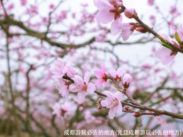 成都游玩必去的地方(元旦成都游玩必去的地方)