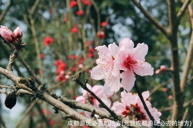 成都游玩必去的地方(元旦成都游玩必去的地方)