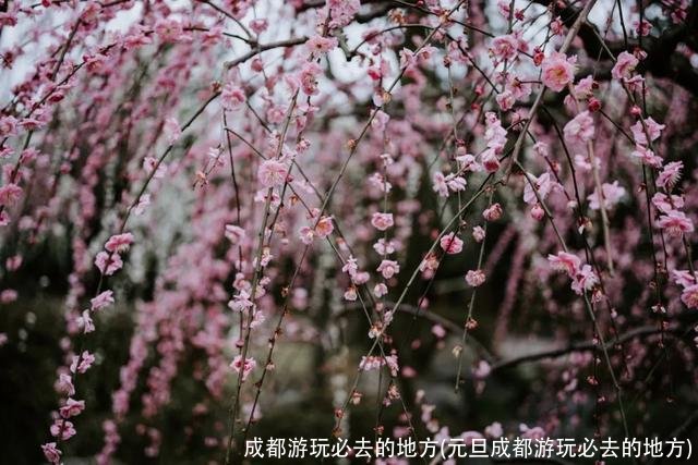 成都游玩必去的地方(元旦成都游玩必去的地方)