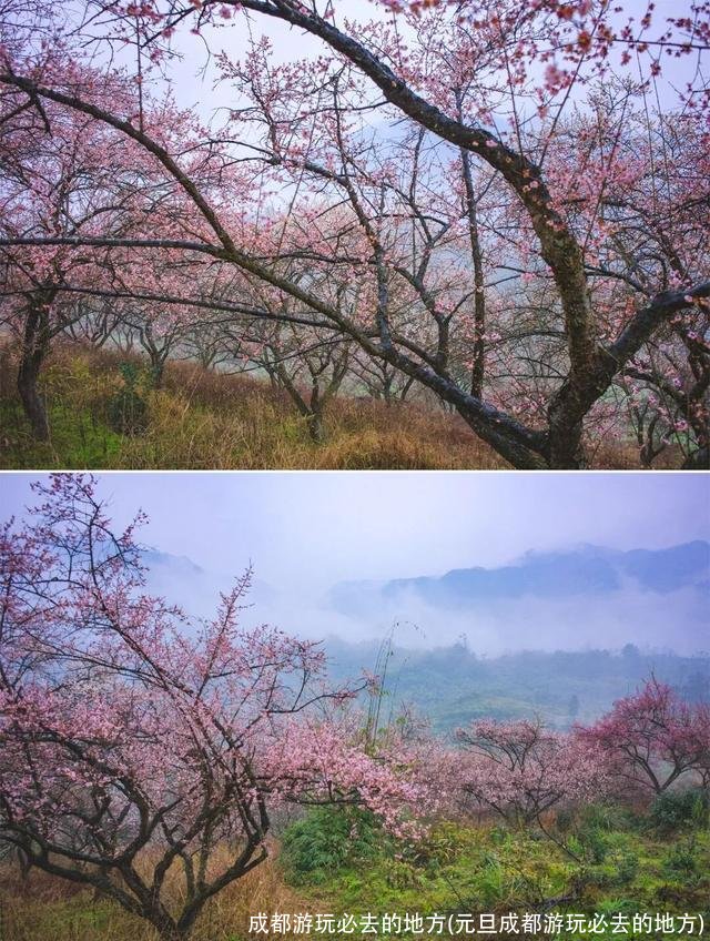 成都游玩必去的地方(元旦成都游玩必去的地方)