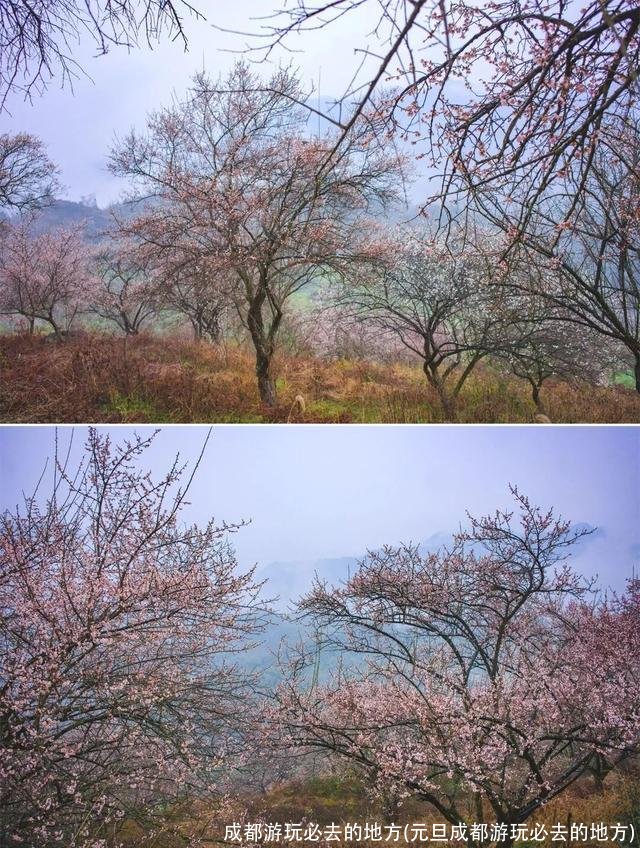 成都游玩必去的地方(元旦成都游玩必去的地方)