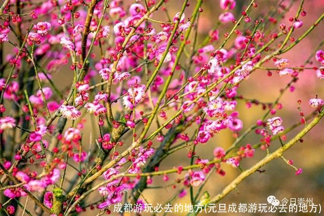 成都游玩必去的地方(元旦成都游玩必去的地方)