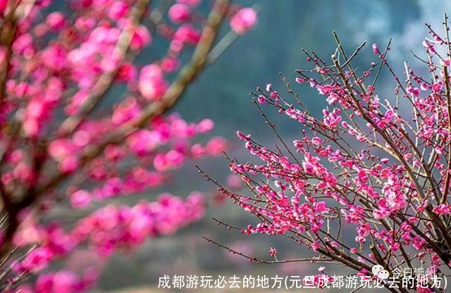 成都游玩必去的地方(元旦成都游玩必去的地方)